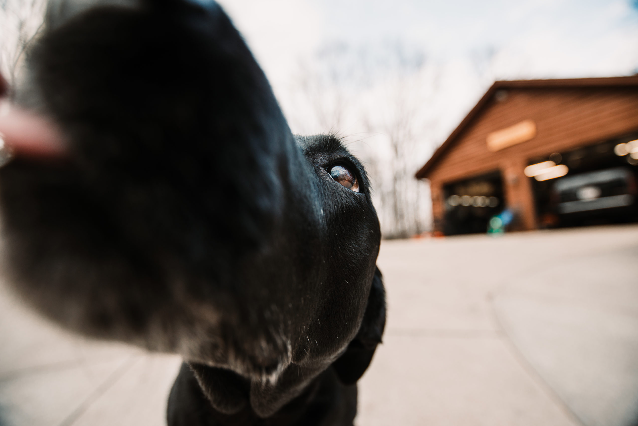 Diesel British Black Labrador Dog