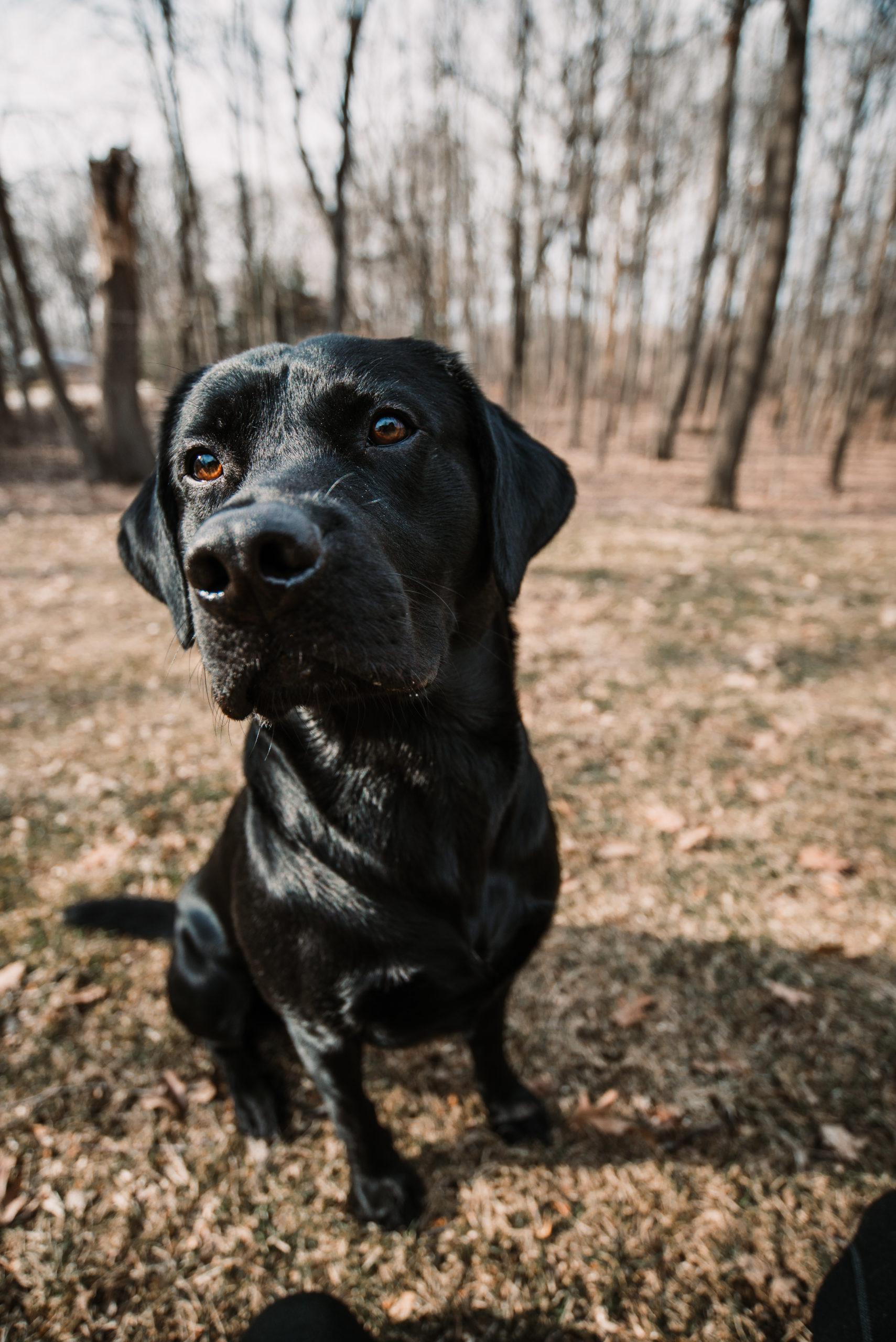 Tater British Black Labrador Dog