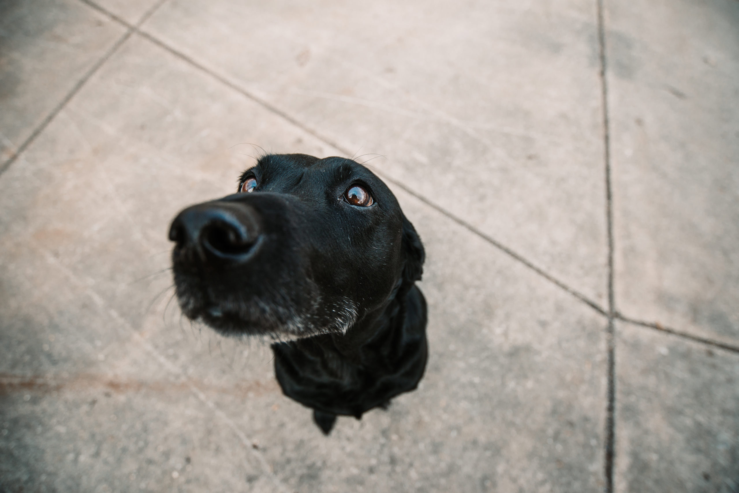 Diesel British Black Labrador Dog